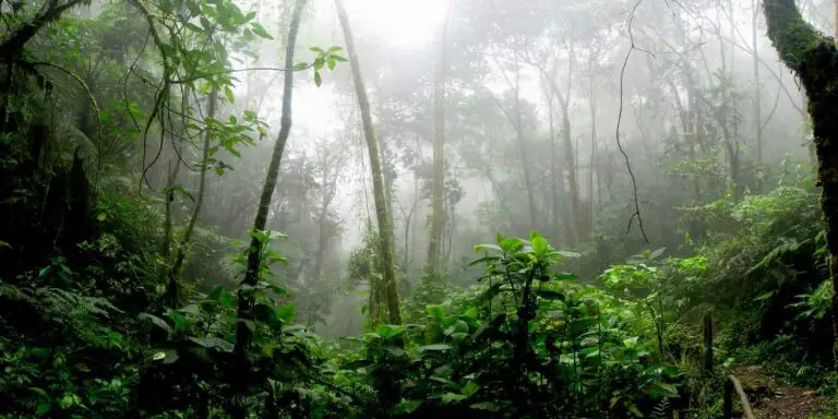 Ecosistema de jungla en Borneo.