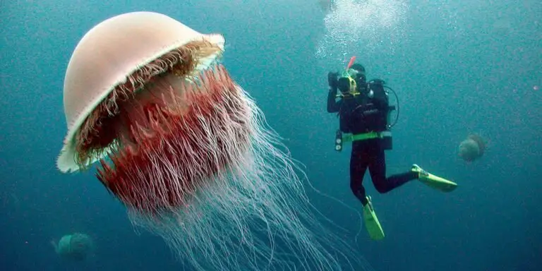 Un buzo fotografiando a una nomura, las medusas gigantes que invaden Japón.