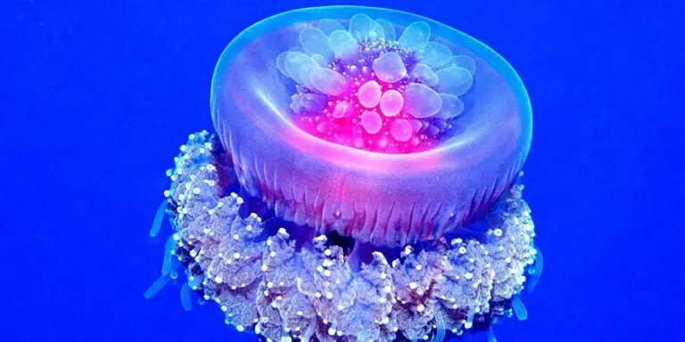 Fotografía de una medusa coronada. Las medusas coronadas son uno de los seres más bellos del océano.