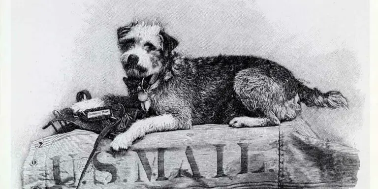 Owney el perro viajero. Durante el siglo XIX todos los Estados Unidos viajando en trenes del servicio postal y recolectando medallas durante sus viajes.