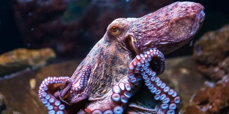 Detalle de un pulpo, uno de los seres marinos más asombrosos.