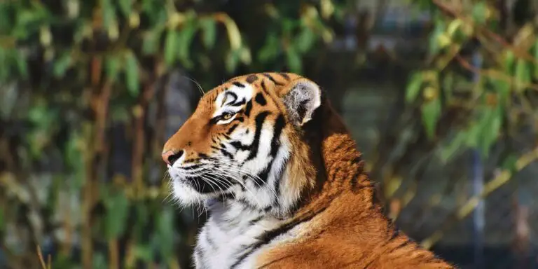 Tigre de bengala descansando.