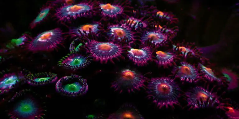 Las profundidades oceánicas están repletas de animales bioluminiscentes. Seres que han evolucionado para emitir luz en la más profunda de las oscuridades.